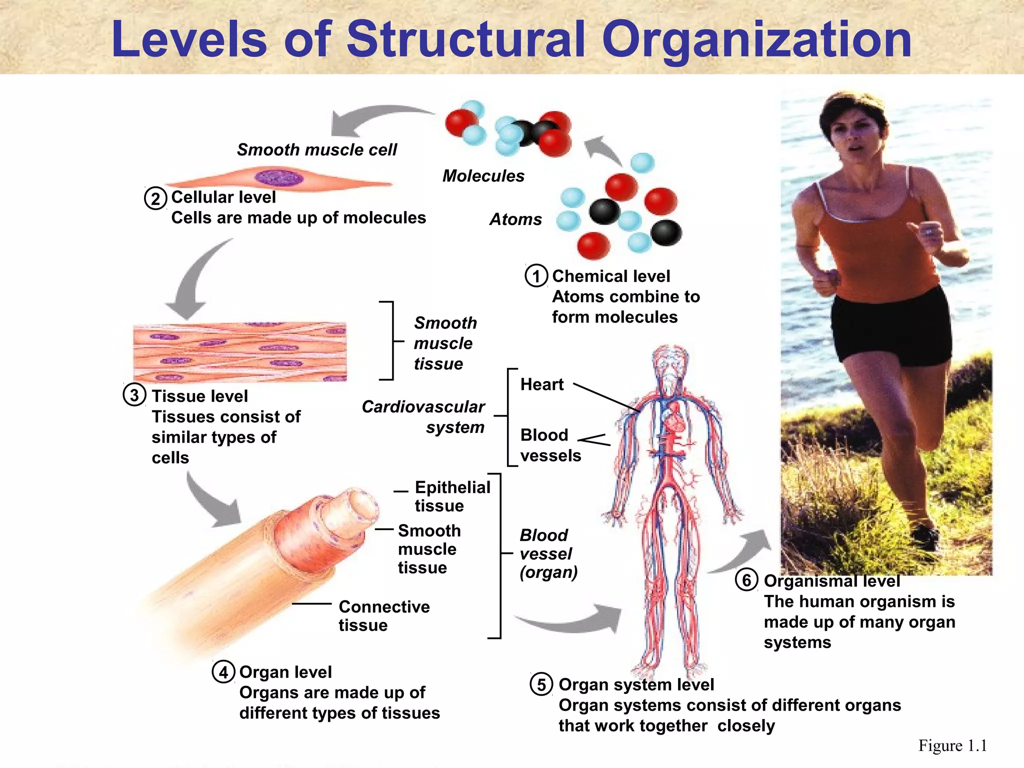 Chemical level
Atoms combine to
form molecules
1
2
3
4
Cellular level
Cells are made up of molecules
Tissue level
Tissues consist of
similar types of
cells
5 Organ system level
Organ systems consist of different organs
that work together closely
Organ level
Organs are made up of
different types of tissues
6 Organismal level
The human organism is
made up of many organ
systems
Atoms
Molecules
Smooth muscle cell
Smooth
muscle
tissue
Connective
tissue
Smooth
muscle
tissue
Epithelial
tissue
Blood
vessel
(organ)
Heart
Blood
vessels
Cardiovascular
system
Levels of Structural Organization
Figure 1.1
 