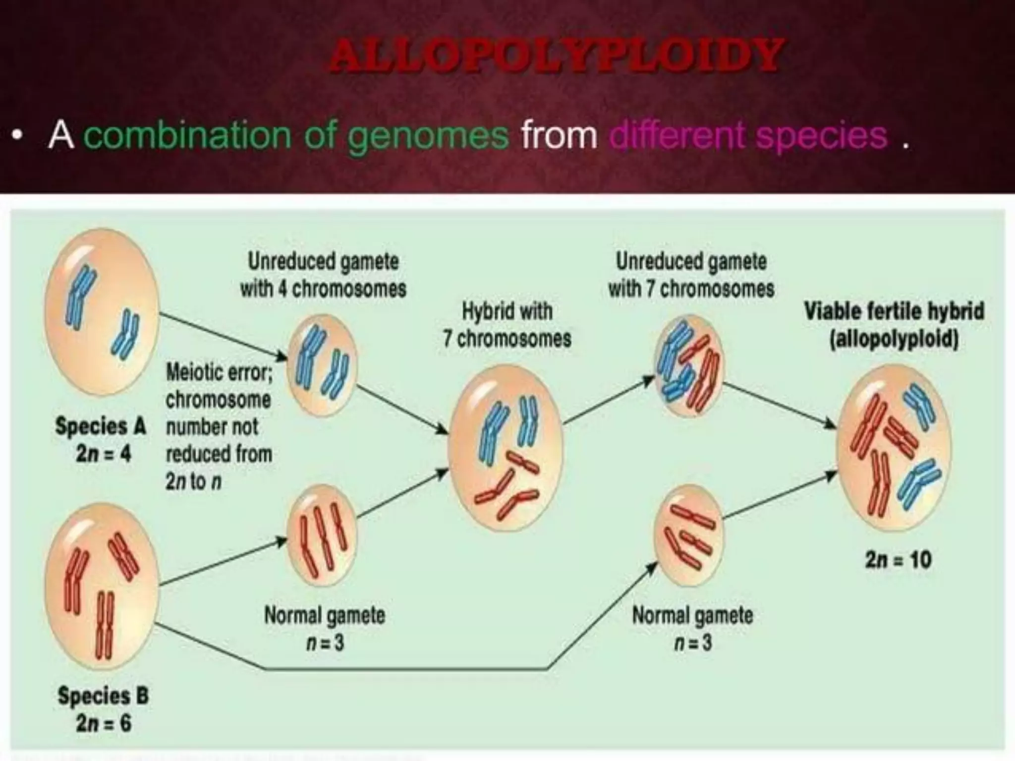 UNIT-II Polyploidy, mutation and hybridization with reference to ...