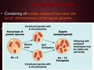 Polyploid Mutations UNIT-II Polyploidy, mutation and hybridization with reference to ...