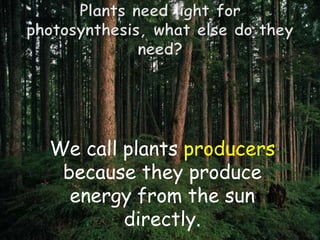 We call plants producers
because they produce
energy from the sun
directly.
 