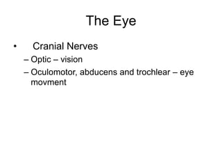 The Eye
• Cranial Nerves
– Optic – vision
– Oculomotor, abducens and trochlear – eye
movment
 