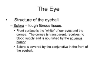 The Eye
• Structure of the eyeball
– Sclera – tough fibrous tissue.
• Front surface is the “white” of our eyes and the
cornea. The cornea is transparent, receives no
blood supply and is nourished by the aqueous
humor.
• Sclera is covered by the conjunctiva in the front of
the eyeball.
 