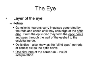 The Eye
• Layer of the eye
– Retina
• Ganglionic neurons carry impulses generated by
the rods and cones until they converge at the optic
disc. From the optic disc they form the optic nerve
and pass through the wall of the eyeball to the
occipital nerve.
• Optic disc – also know as the “blind spot”, no rods
or cones; exit to the optic nerve.
• Occipital lobe of the cerebrum – visual
interpretation.
 