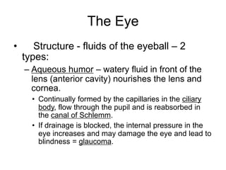 The Eye
• Structure - fluids of the eyeball – 2
types:
– Aqueous humor – watery fluid in front of the
lens (anterior cavity) nourishes the lens and
cornea.
• Continually formed by the capillaries in the ciliary
body, flow through the pupil and is reabsorbed in
the canal of Schlemm.
• If drainage is blocked, the internal pressure in the
eye increases and may damage the eye and lead to
blindness = glaucoma.
 