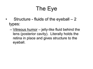 The Eye
• Structure - fluids of the eyeball – 2
types:
– Vitreous humor – jelly-like fluid behind the
lens (posterior cavity). Literally holds the
retina in place and gives structure to the
eyeball.
 