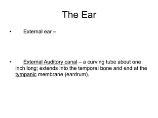The Ear
• External ear –
• External Auditory canal – a curving tube about one
inch long; extends into the temporal bone and end at the
tympanic membrane (eardrum).
 