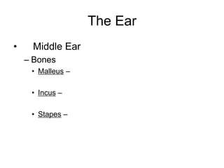 The Ear
• Middle Ear
– Bones
• Malleus –
• Incus –
• Stapes –
 