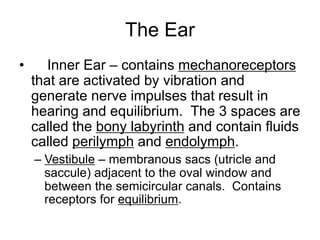The Ear
• Inner Ear – contains mechanoreceptors
that are activated by vibration and
generate nerve impulses that result in
hearing and equilibrium. The 3 spaces are
called the bony labyrinth and contain fluids
called perilymph and endolymph.
– Vestibule – membranous sacs (utricle and
saccule) adjacent to the oval window and
between the semicircular canals. Contains
receptors for equilibrium.
 