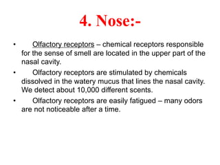 4. Nose:-
• Olfactory receptors – chemical receptors responsible
for the sense of smell are located in the upper part of the
nasal cavity.
• Olfactory receptors are stimulated by chemicals
dissolved in the watery mucus that lines the nasal cavity.
We detect about 10,000 different scents.
• Olfactory receptors are easily fatigued – many odors
are not noticeable after a time.
 