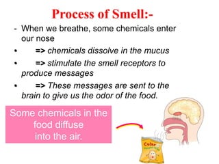 Process of Smell:-
- When we breathe, some chemicals enter
our nose
• => chemicals dissolve in the mucus
• => stimulate the smell receptors to
produce messages
• => These messages are sent to the
brain to give us the odor of the food.
Some chemicals in the
food diffuse
into the air.
 