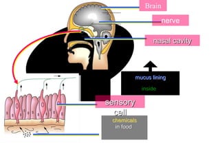 chemicals
in food
sensory
cell
mucus lining
inside
nasal cavity
nerve
Brain
 