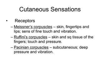 Cutaneous Sensations
• Receptors
– Meissner’s corpuscles – skin, fingertips and
lips; sens of fine touch and vibration.
– Ruffini’s corpuscles – skin and sq tissue of the
fingers; touch and pressure.
– Pacinian corpuscles – subcutaneous; deep
pressure and vibration.
 