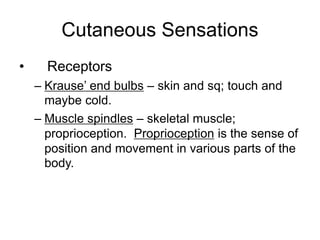 Cutaneous Sensations
• Receptors
– Krause’ end bulbs – skin and sq; touch and
maybe cold.
– Muscle spindles – skeletal muscle;
proprioception. Proprioception is the sense of
position and movement in various parts of the
body.
 