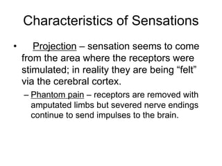 Characteristics of Sensations
• Projection – sensation seems to come
from the area where the receptors were
stimulated; in reality they are being “felt”
via the cerebral cortex.
– Phantom pain – receptors are removed with
amputated limbs but severed nerve endings
continue to send impulses to the brain.
 