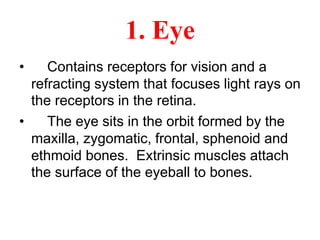 1. Eye
• Contains receptors for vision and a
refracting system that focuses light rays on
the receptors in the retina.
• The eye sits in the orbit formed by the
maxilla, zygomatic, frontal, sphenoid and
ethmoid bones. Extrinsic muscles attach
the surface of the eyeball to bones.
 