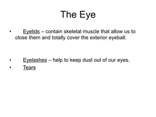 The Eye
• Eyelids – contain skeletal muscle that allow us to
close them and totally cover the exterior eyeball.
• Eyelashes – help to keep dust out of our eyes.
• Tears
 