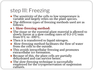 step III: Freezing
⚫ The sensitivity of the cells to low temperature is
variable and largely relies on the plant species.
⚫ The different types of freezing methods used are as
follows:
⚫ 1. Slow-freezing method:
⚫ The tissue or the essential plant material is allowed to
slowly freeze at a slow cooling rates of 0.5-5°C/min
from 0°C to -100°C.
⚫ Then it is transferred to liquid nitrogen.
⚫ Slow-freezing method facilitates the flow of water
from the cells to the outside.
⚫ This avoids intracellular freezing and promotes
extracellular ice formation.
⚫ Because of this, the plant cells are partially
dehydrated and can survive better.
⚫ The slow-freezing technique is successfully
employed for the cryopreservation of suspension
cultures.
 