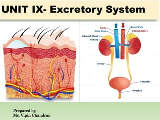 UNIT IX- Excretory System
Prepared by,
Mr. Vipin Chandran
 