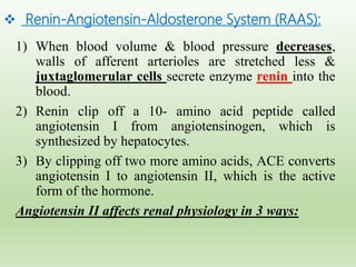  Renin-Angiotensin-Aldosterone System (RAAS):
1) When blood volume & blood pressure decreases,
walls of afferent arterioles are stretched less &
juxtaglomerular cells secrete enzyme renin into the
blood.
2) Renin clip off a 10- amino acid peptide called
angiotensin I from angiotensinogen, which is
synthesized by hepatocytes.
3) By clipping off two more amino acids, ACE converts
angiotensin I to angiotensin II, which is the active
form of the hormone.
Angiotensin II affects renal physiology in 3 ways:
 