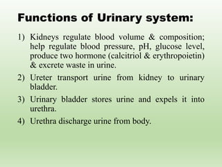 Functions of Urinary system:
1) Kidneys regulate blood volume & composition;
help regulate blood pressure, pH, glucose level,
produce two hormone (calcitriol & erythropoietin)
& excrete waste in urine.
2) Ureter transport urine from kidney to urinary
bladder.
3) Urinary bladder stores urine and expels it into
urethra.
4) Urethra discharge urine from body.
 