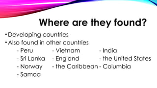 Where are they found?
•Developing countries
•Also found in other countries
- Peru - Vietnam - India
- Sri Lanka - England - the United States
- Norway - the Caribbean - Columbia
- Samoa
 