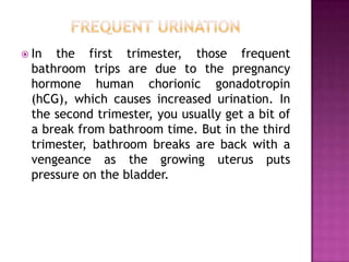  In

the first trimester, those frequent
bathroom trips are due to the pregnancy
hormone human chorionic gonadotropin
(hCG), which causes increased urination. In
the second trimester, you usually get a bit of
a break from bathroom time. But in the third
trimester, bathroom breaks are back with a
vengeance as the growing uterus puts
pressure on the bladder.

 