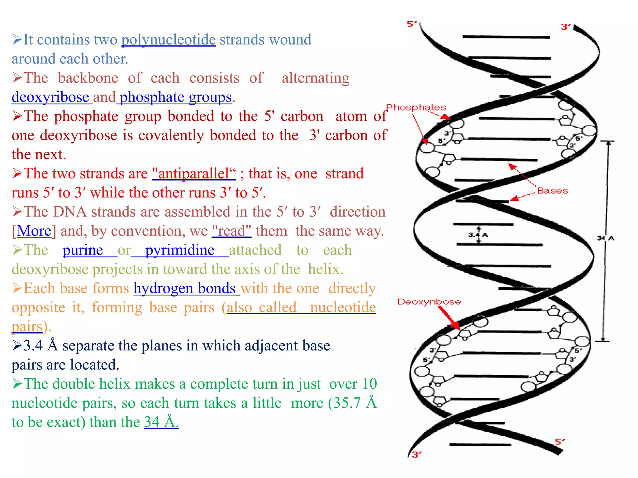 It contains two polynucleotide strands wound
around each other.
The backbone of each consists of alternating
deoxyribose and phosphate groups.
The phosphate group bonded to the 5' carbon atom of
one deoxyribose is covalently bonded to the 3' carbon of
the next.
The two strands are "antiparallel“ ; that is, one strand
runs 5′ to 3′ while the other runs 3′ to 5′.
The DNA strands are assembled in the 5′ to 3′ direction
[More] and, by convention, we "read" them the same way.
The purine or pyrimidine attached to each
deoxyribose projects in toward the axis of the helix.
Each base forms hydrogen bonds with the one directly
opposite it, forming base pairs (also called nucleotide
pairs).
3.4 Å separate the planes in which adjacent base
pairs are located.
The double helix makes a complete turn in just over 10
nucleotide pairs, so each turn takes a little more (35.7 Å
to be exact) than the 34 Å.
 