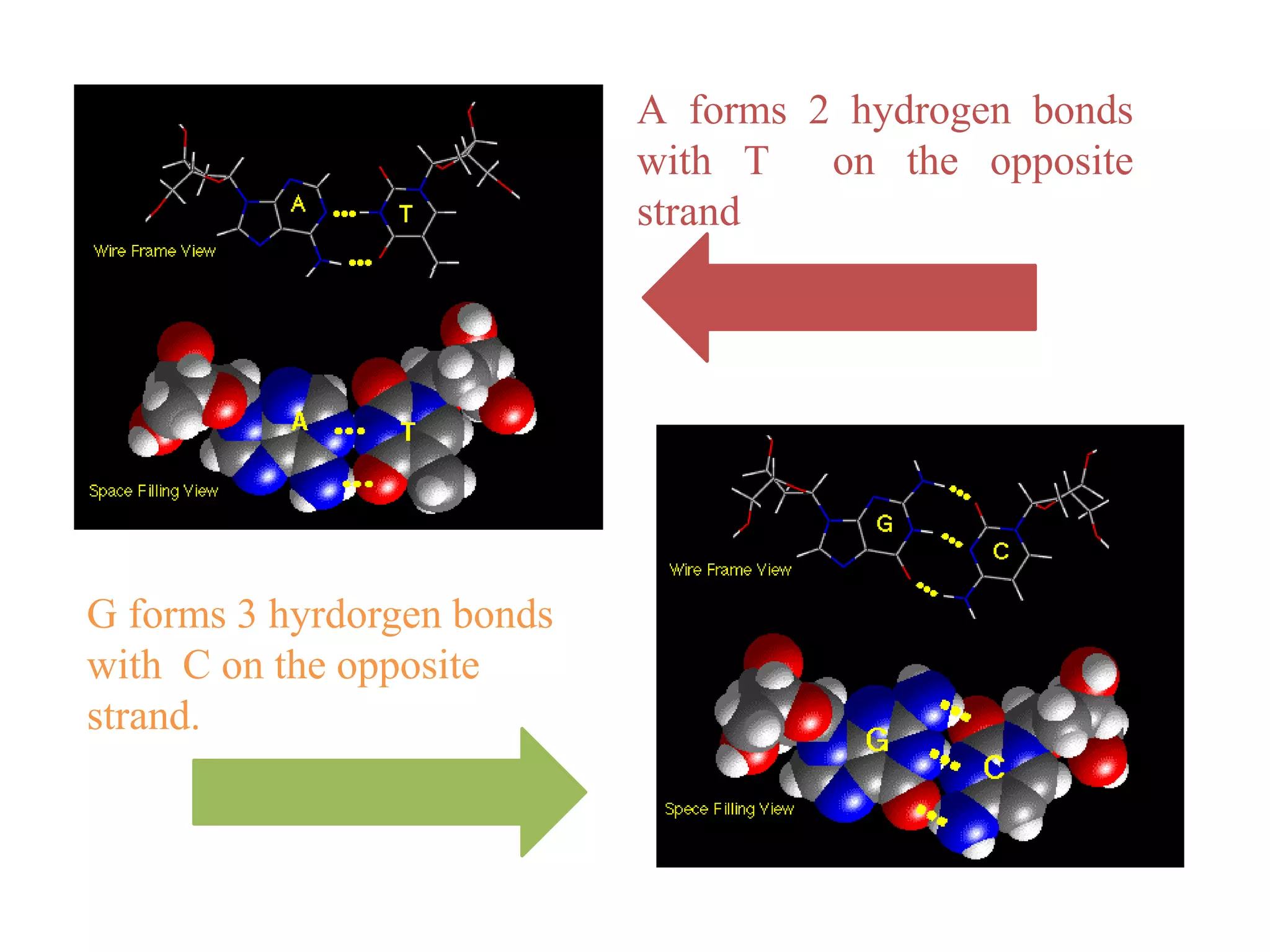 G forms 3 hyrdorgen bonds
with C on the opposite
strand.
A forms 2 hydrogen bonds
with T on the opposite
strand
 