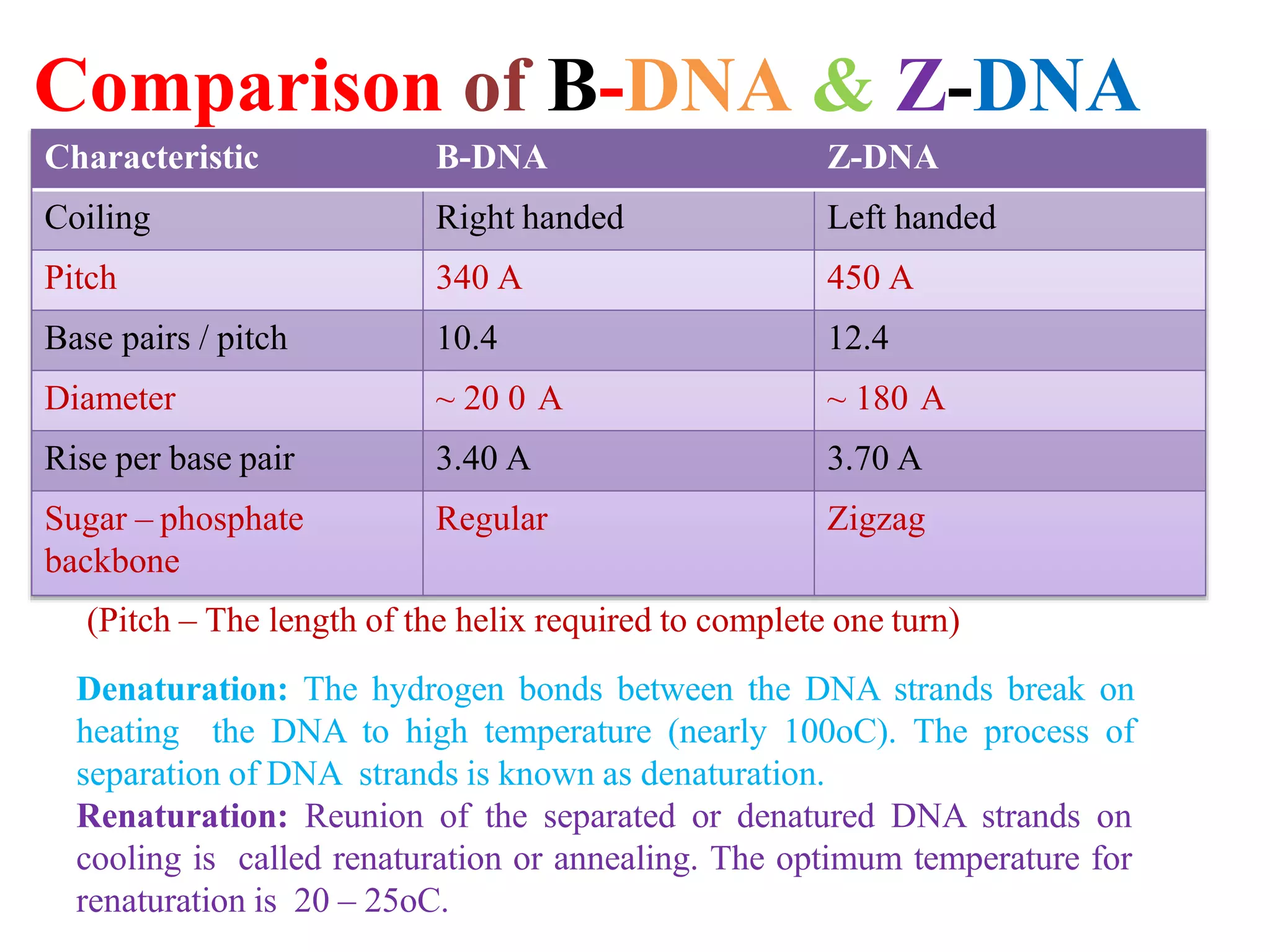 Comparison of B-DNA & Z-DNA
Characteristic B-DNA Z-DNA
Coiling Right handed Left handed
Pitch 340 A 450 A
Base pairs / pitch 10.4 12.4
Diameter ~ 20 0 A ~ 180 A
Rise per base pair 3.40 A 3.70 A
Sugar – phosphate
backbone
Regular Zigzag
(Pitch – The length of the helix required to complete one turn)
Denaturation: The hydrogen bonds between the DNA strands break on
heating the DNA to high temperature (nearly 100oC). The process of
separation of DNA strands is known as denaturation.
Renaturation: Reunion of the separated or denatured DNA strands on
cooling is called renaturation or annealing. The optimum temperature for
renaturation is 20 – 25oC.
 