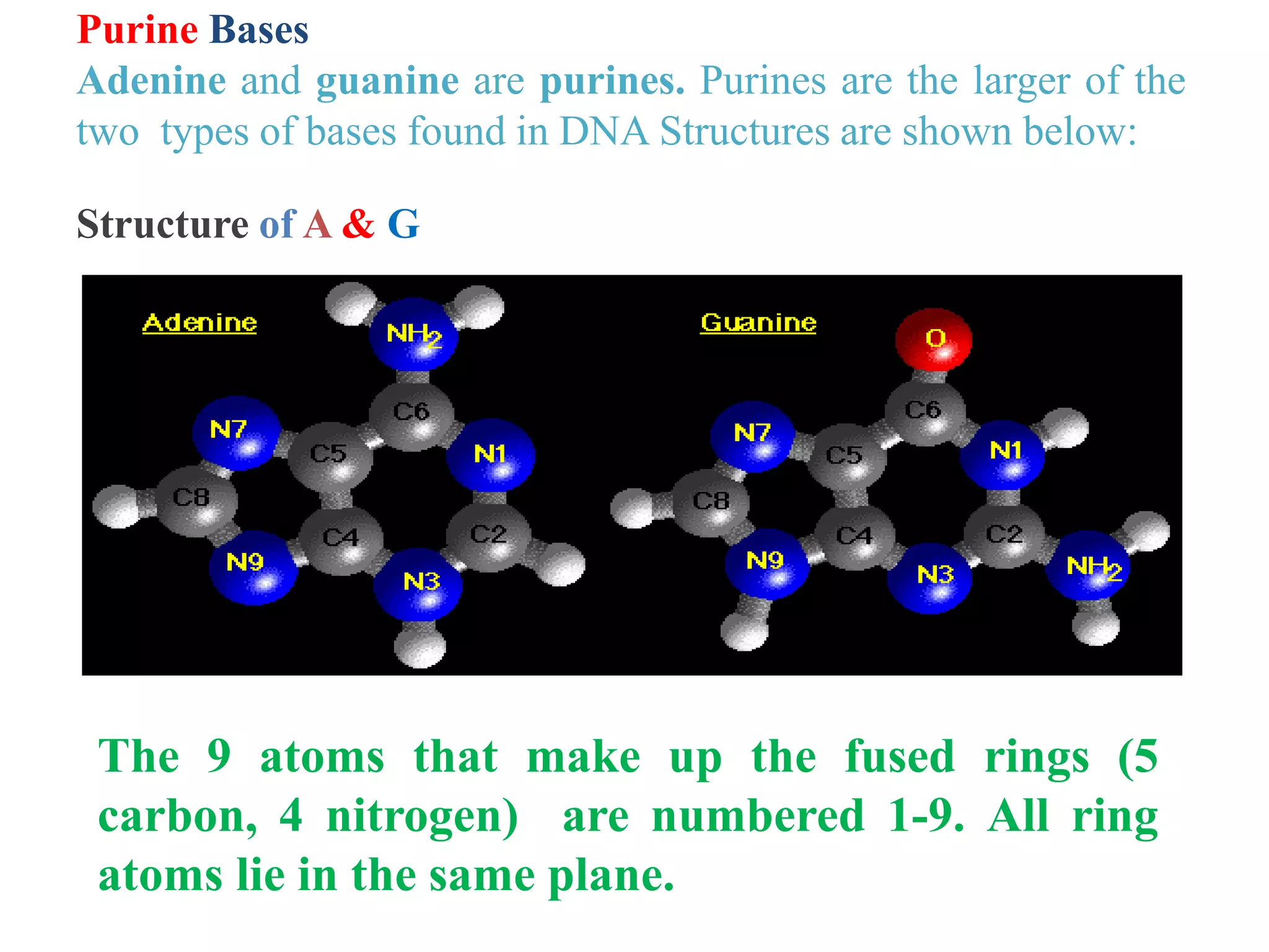 Purine Bases
Adenine and guanine are purines. Purines are the larger of the
two types of bases found in DNA Structures are shown below:
Structure of A & G
The 9 atoms that make up the fused rings (5
carbon, 4 nitrogen) are numbered 1-9. All ring
atoms lie in the same plane.
 