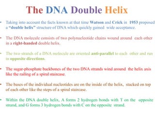 The DNA Double Helix
• Taking into account the facts known at that time Watson and Crick in 1953 proposed
a “double helix” structure of DNA which quickly gained wide acceptance.
• The DNA molecule consists of two polynucleotide chains wound around each other
in a right-handed double helix.
• The two strands of a DNA molecule are oriented anti-parallel to each other and run
in opposite directions.
• The sugar-phosphate backbones of the two DNA strands wind around the helix axis
like the railing of a spiral staircase.
• The bases of the individual nucleotides are on the inside of the helix, stacked on top
of each other like the steps of a spiral staircase.
• Within the DNA double helix, A forms 2 hydrogen bonds with T on the opposite
strand, and G forms 3 hydrogen bonds with C on the opposite strand.
 