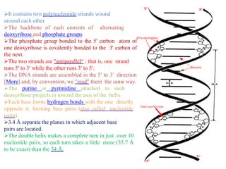 It contains two polynucleotide strands wound
around each other.
The backbone of each consists of alternating
deoxyribose and phosphate groups.
The phosphate group bonded to the 5' carbon atom of
one deoxyribose is covalently bonded to the 3' carbon of
the next.
The two strands are "antiparallel“ ; that is, one strand
runs 5′ to 3′ while the other runs 3′ to 5′.
The DNA strands are assembled in the 5′ to 3′ direction
[More] and, by convention, we "read" them the same way.
The purine or pyrimidine attached to each
deoxyribose projects in toward the axis of the helix.
Each base forms hydrogen bonds with the one directly
opposite it, forming base pairs (also called nucleotide
pairs).
3.4 Å separate the planes in which adjacent base
pairs are located.
The double helix makes a complete turn in just over 10
nucleotide pairs, so each turn takes a little more (35.7 Å
to be exact) than the 34 Å.
 