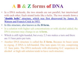 A B & Z forms of DNA
• In a DNA molecule, the two strands are not parallel, but intertwined
with each other. Each strand looks like a helix. The two strands form a
"double helix" structure, which was first discovered by James D.
Watson and Francis Crick in 1953.
• In this structure, also known as the B form.
• In a solution with higher salt concentrations or with alcohol added, the
DNA structure may change to an A form.
• Which is still right-handed, but every 2.3 nm makes a turn and there
are 11 base pairs per turn.
• Another DNA structure is called the Z form. Because its bases seem
to zigzag. Z DNA is left-handed. One turn spans 4.6 nm, comprising
12 base pairs. The DNA molecule with alternating G-C sequences in
alcohol or high salt solution tends to have such structure.
 