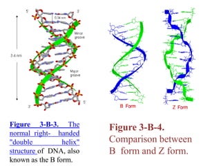 Figure 3-B-3. The
normal right- handed
"double helix"
structure of DNA, also
known as the B form.
Figure 3-B-4.
Comparison between
B form and Z form.
 