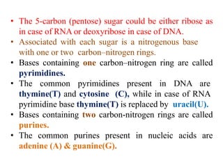 • The 5-carbon (pentose) sugar could be either ribose as
in case of RNA or deoxyribose in case of DNA.
• Associated with each sugar is a nitrogenous base
with one or two carbon–nitrogen rings.
• Bases containing one carbon–nitrogen ring are called
pyrimidines.
• The common pyrimidines present in DNA are
thymine(T) and cytosine (C), while in case of RNA
pyrimidine base thymine(T) is replaced by uracil(U).
• Bases containing two carbon-nitrogen rings are called
purines.
• The common purines present in nucleic acids are
adenine (A) & guanine(G).
 