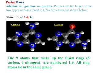 Purine Bases
Adenine and guanine are purines. Purines are the larger of the
two types of bases found in DNA Structures are shown below:
Structure of A & G
The 9 atoms that make up the fused rings (5
carbon, 4 nitrogen) are numbered 1-9. All ring
atoms lie in the same plane.
 
