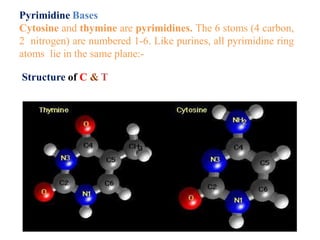 Pyrimidine Bases
Cytosine and thymine are pyrimidines. The 6 stoms (4 carbon,
2 nitrogen) are numbered 1-6. Like purines, all pyrimidine ring
atoms lie in the same plane:-
Structure of C & T
 