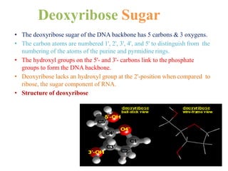 Deoxyribose Sugar
• The deoxyribose sugar of the DNA backbone has 5 carbons & 3 oxygens.
• The carbon atoms are numbered 1', 2', 3', 4', and 5' to distinguish from the
numbering of the atoms of the purine and pyrmidine rings.
• The hydroxyl groups on the 5'- and 3'- carbons link to the phosphate
groups to form the DNA backbone.
• Deoxyribose lacks an hydroxyl group at the 2'-position when compared to
ribose, the sugar component of RNA.
• Structure of deoxyribose
 