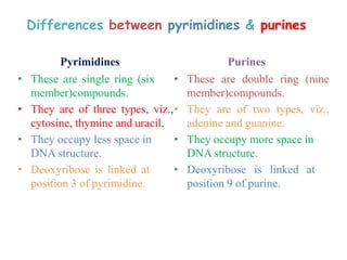 Differences between pyrimidines & purines
Pyrimidines
• These are single ring (six
member)compounds.
• They are of three types, viz.,
cytosine, thymine and uracil.
• They occupy less space in
DNA structure.
• Deoxyribose is linked at
position 3 of pyrimidine.
Purines
• These are double ring (nine
member)compounds.
• They are of two types, viz.,
adenine and guanine.
• They occupy more space in
DNA structure.
• Deoxyribose is linked at
position 9 of purine.
 