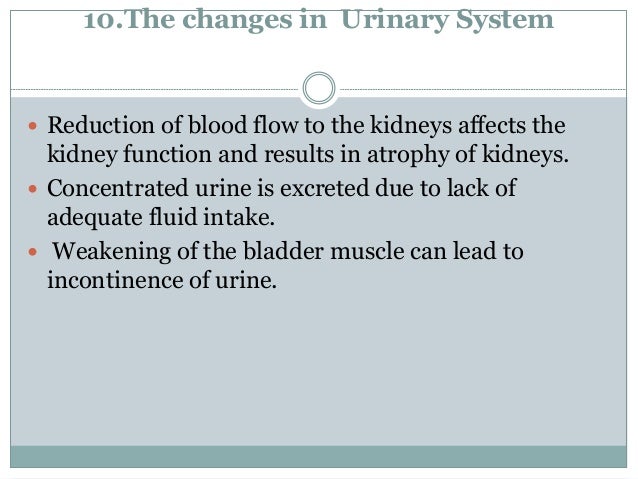 10.The changes in Urinary System
 Reduction of blood flow to the kidneys affects the
kidney function and results in atrophy of kidneys.
 Concentrated urine is excreted due to lack of
adequate fluid intake.
 Weakening of the bladder muscle can lead to
incontinence of urine.
 