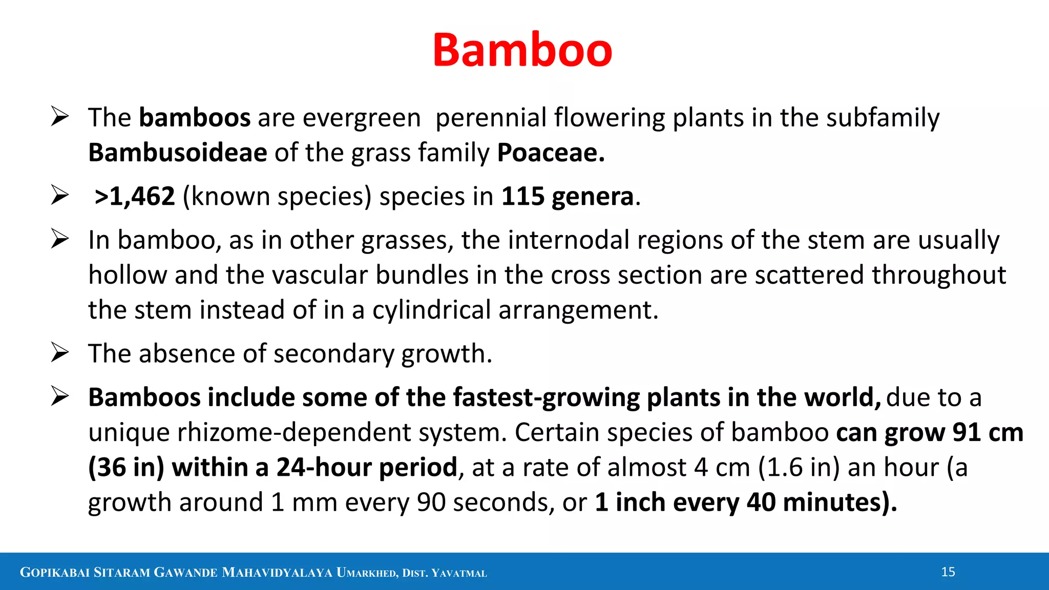 GOPIKABAI SITARAM GAWANDE MAHAVIDYALAYA UMARKHED, DIST. YAVATMAL 15
Bamboo
 The bamboos are evergreen perennial flowering plants in the subfamily
Bambusoideae of the grass family Poaceae.
 >1,462 (known species) species in 115 genera.
 In bamboo, as in other grasses, the internodal regions of the stem are usually
hollow and the vascular bundles in the cross section are scattered throughout
the stem instead of in a cylindrical arrangement.
 The absence of secondary growth.
 Bamboos include some of the fastest-growing plants in the world,due to a
unique rhizome-dependent system. Certain species of bamboo can grow 91 cm
(36 in) within a 24-hour period, at a rate of almost 4 cm (1.6 in) an hour (a
growth around 1 mm every 90 seconds, or 1 inch every 40 minutes).
 