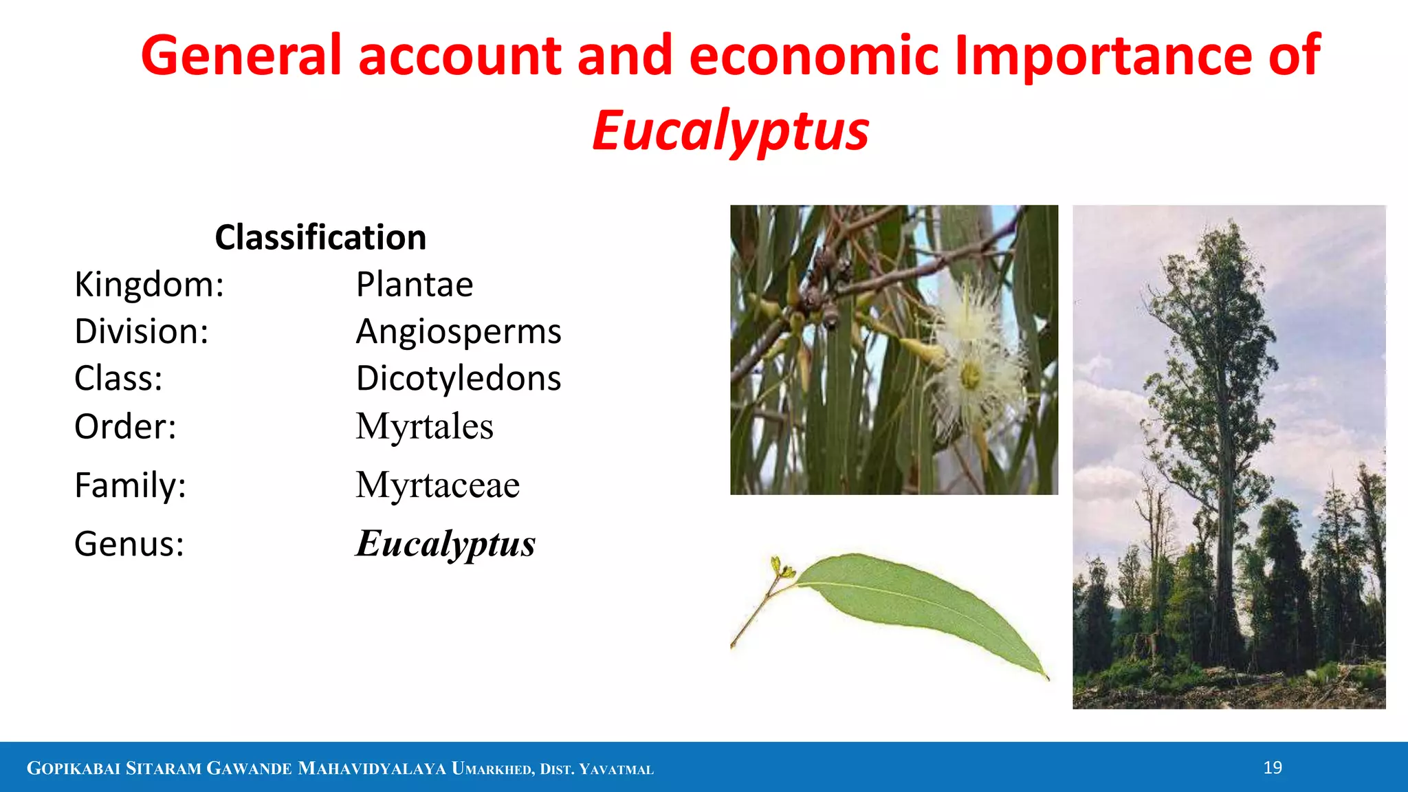 GOPIKABAI SITARAM GAWANDE MAHAVIDYALAYA UMARKHED, DIST. YAVATMAL 19
General account and economic Importance of
Eucalyptus
Classification
Kingdom: Plantae
Division: Angiosperms
Class: Dicotyledons
Order: Myrtales
Family: Myrtaceae
Genus: Eucalyptus
 