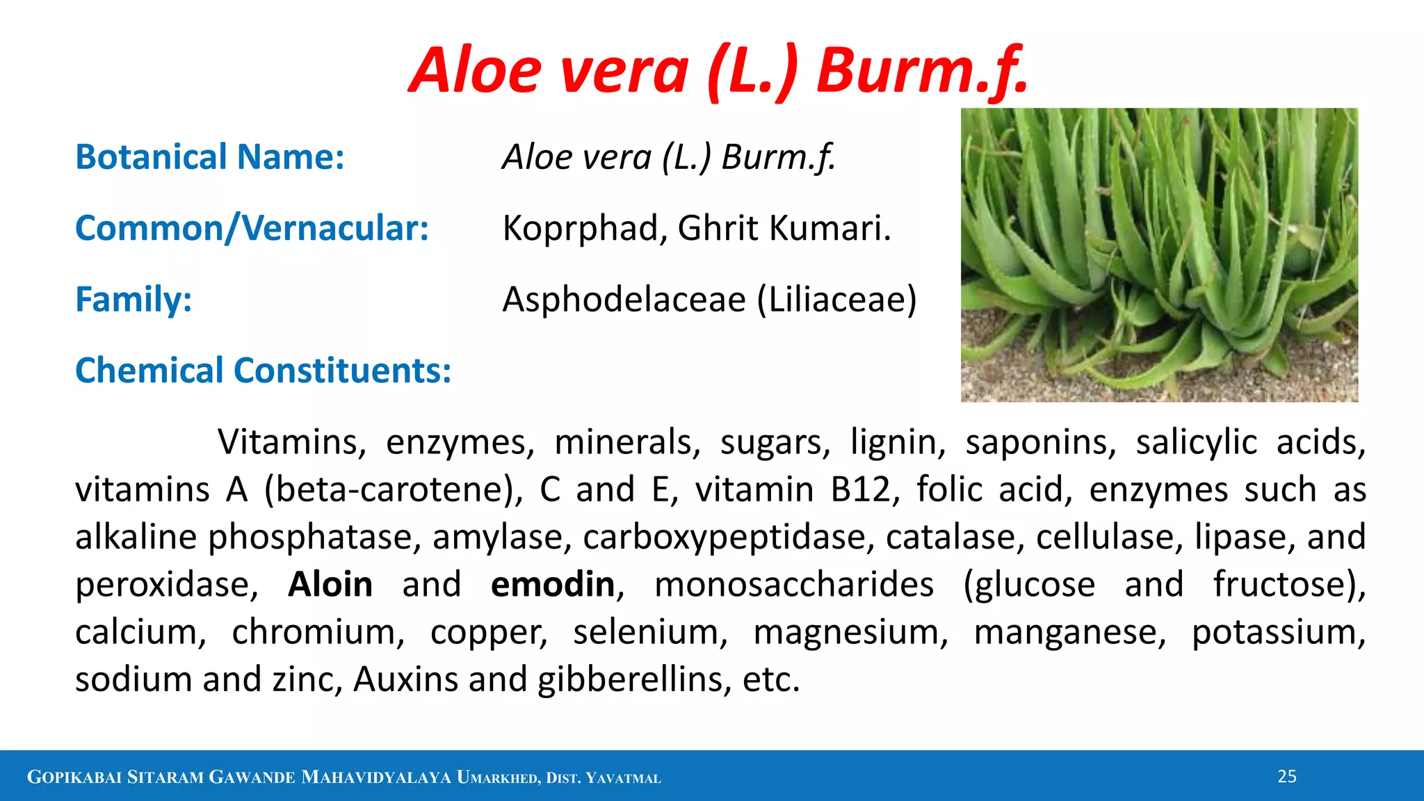 GOPIKABAI SITARAM GAWANDE MAHAVIDYALAYA UMARKHED, DIST. YAVATMAL 25
Botanical Name: Aloe vera (L.) Burm.f.
Common/Vernacular: Koprphad, Ghrit Kumari.
Family: Asphodelaceae (Liliaceae)
Chemical Constituents:
Vitamins, enzymes, minerals, sugars, lignin, saponins, salicylic acids,
vitamins A (beta-carotene), C and E, vitamin B12, folic acid, enzymes such as
alkaline phosphatase, amylase, carboxypeptidase, catalase, cellulase, lipase, and
peroxidase, Aloin and emodin, monosaccharides (glucose and fructose),
calcium, chromium, copper, selenium, magnesium, manganese, potassium,
sodium and zinc, Auxins and gibberellins, etc.
Aloe vera (L.) Burm.f.
 