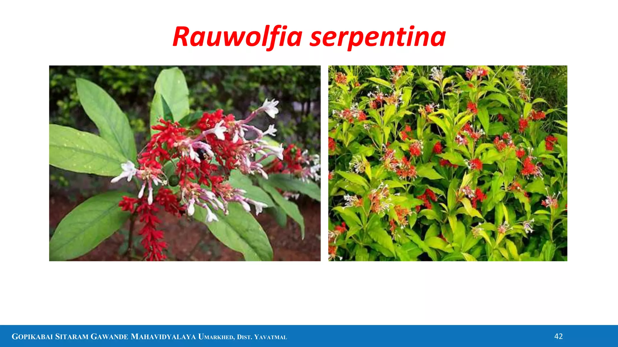 GOPIKABAI SITARAM GAWANDE MAHAVIDYALAYA UMARKHED, DIST. YAVATMAL 42
Rauwolfia serpentina
 
