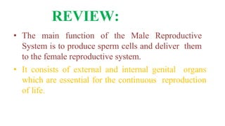 Reproductive Main Function Unit v male reproductive system | PPTX