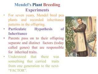 Unit v patterns ofinheritance mendelian inheritance | PPTX