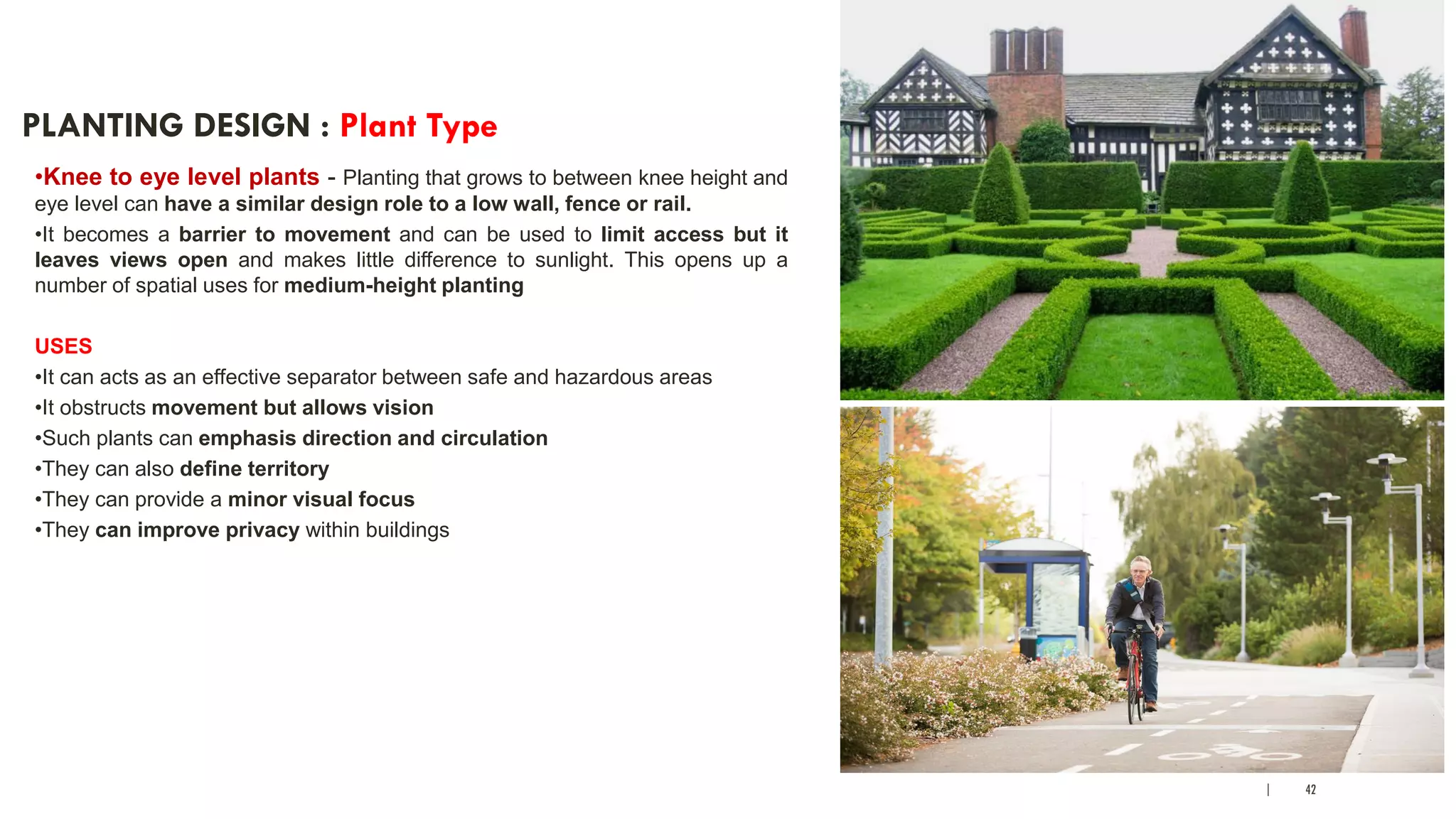 | 42
PLANTING DESIGN : Plant Type
•Knee to eye level plants - Planting that grows to between knee height and
eye level can have a similar design role to a low wall, fence or rail.
•It becomes a barrier to movement and can be used to limit access but it
leaves views open and makes little difference to sunlight. This opens up a
number of spatial uses for medium-height planting
USES
•It can acts as an effective separator between safe and hazardous areas
•It obstructs movement but allows vision
•Such plants can emphasis direction and circulation
•They can also define territory
•They can provide a minor visual focus
•They can improve privacy within buildings
 