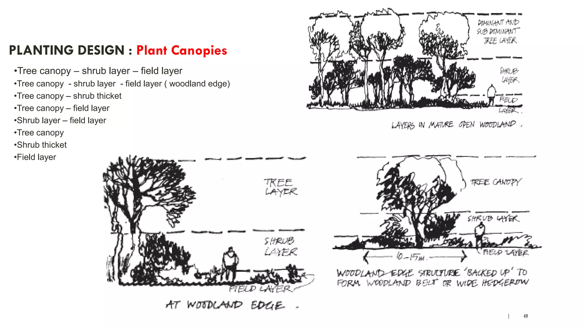 | 49
PLANTING DESIGN : Plant Canopies
•Tree canopy – shrub layer – field layer
•Tree canopy - shrub layer - field layer ( woodland edge)
•Tree canopy – shrub thicket
•Tree canopy – field layer
•Shrub layer – field layer
•Tree canopy
•Shrub thicket
•Field layer
 