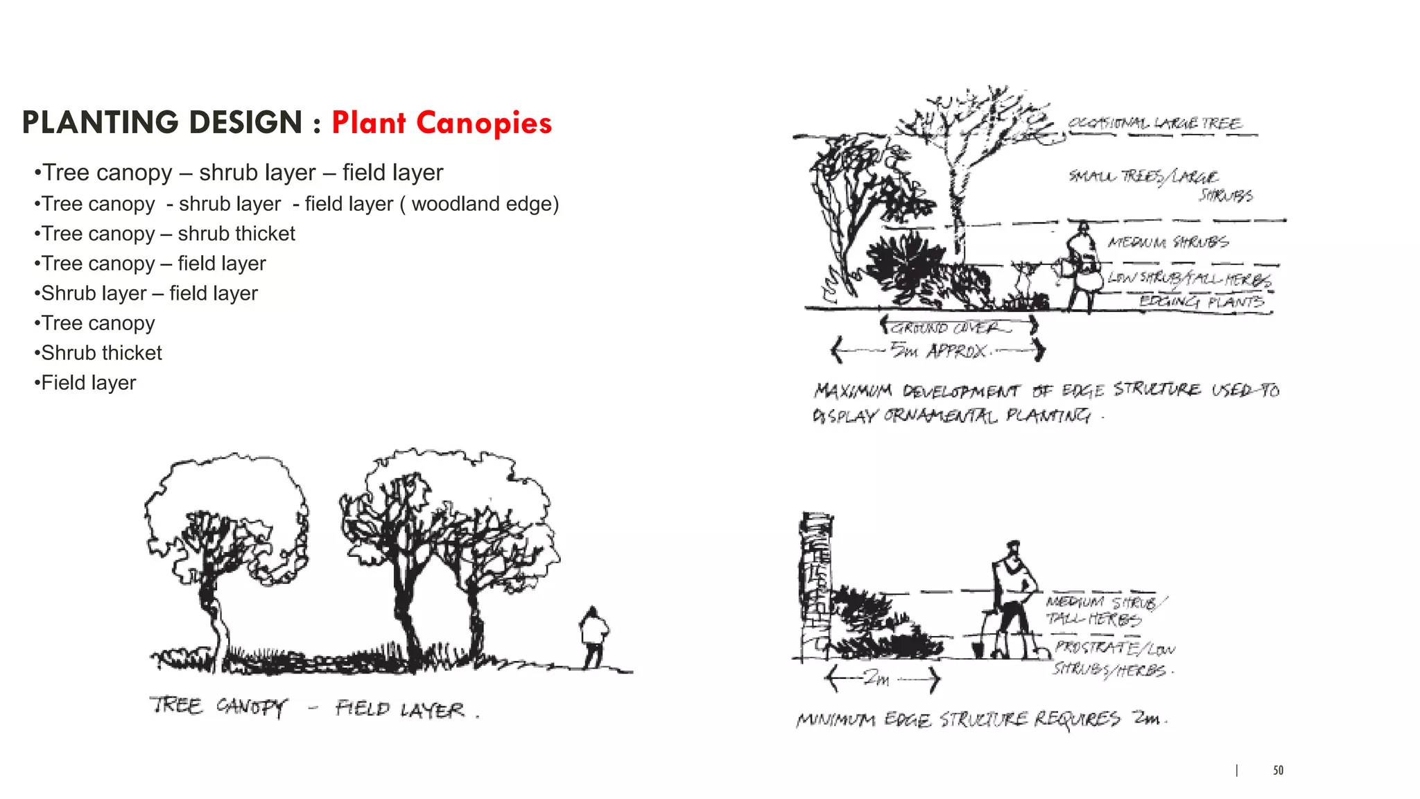 | 50
PLANTING DESIGN : Plant Canopies
•Tree canopy – shrub layer – field layer
•Tree canopy - shrub layer - field layer ( woodland edge)
•Tree canopy – shrub thicket
•Tree canopy – field layer
•Shrub layer – field layer
•Tree canopy
•Shrub thicket
•Field layer
 