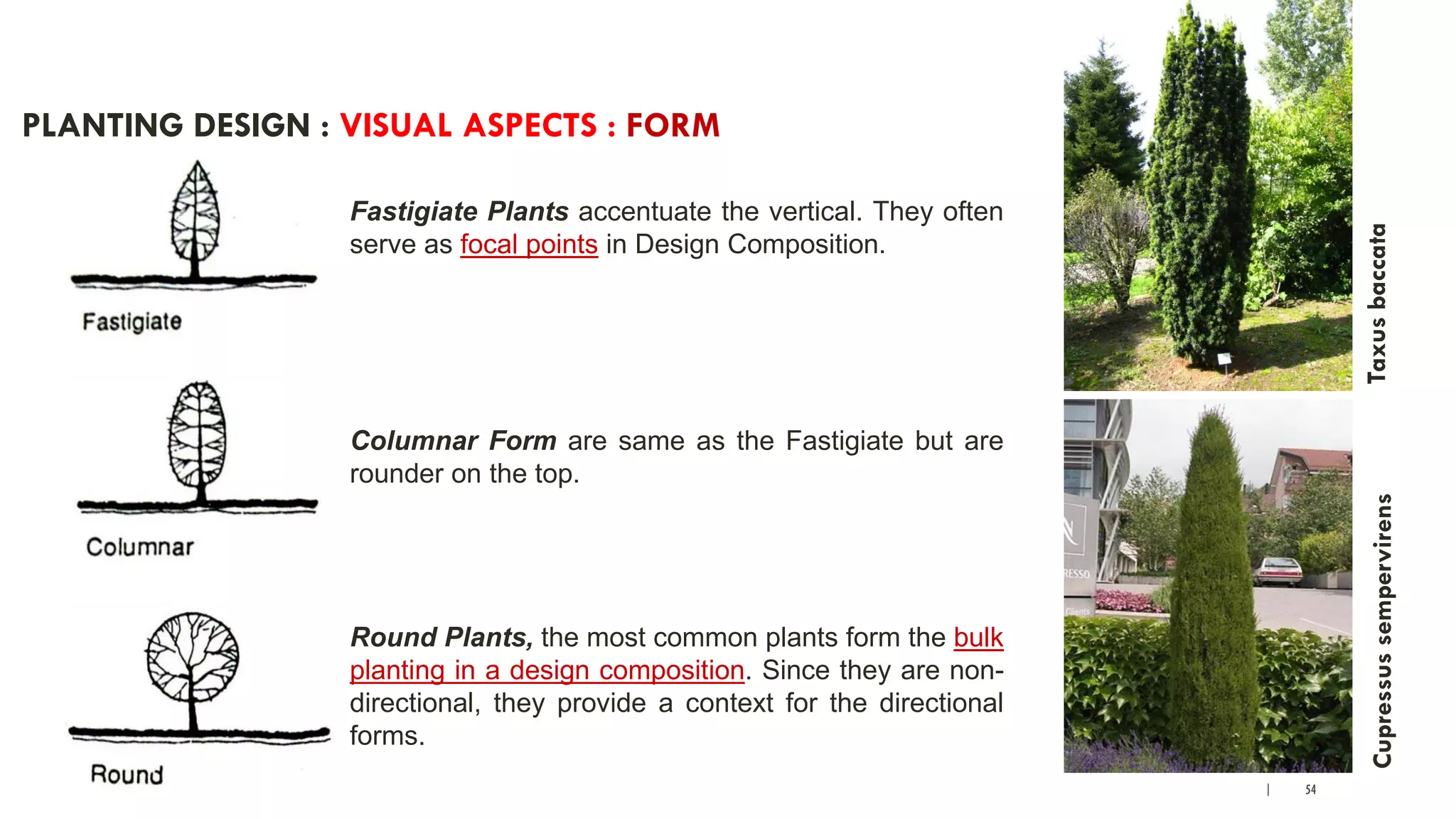 | 54
PLANTING DESIGN : VISUAL ASPECTS : FORM
Fastigiate Plants accentuate the vertical. They often
serve as focal points in Design Composition.
Columnar Form are same as the Fastigiate but are
rounder on the top.
Round Plants, the most common plants form the bulk
planting in a design composition. Since they are non-
directional, they provide a context for the directional
forms.
TaxusbaccataCupressussempervirens
 